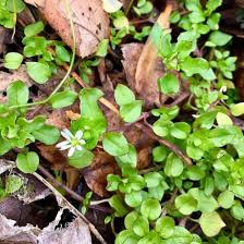 Attēlu rezultāti vaicājumam “Stellaria media flower”