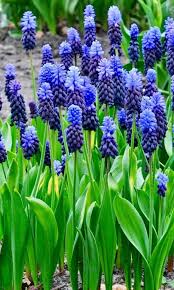 Attēlu rezultāti vaicājumam “Muscari armeniacum flower”