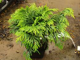 Attēlu rezultāti vaicājumam “Thuja plicata”