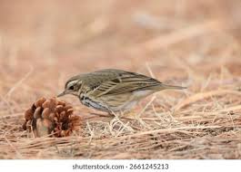 Image result for Anthus hodgsoni