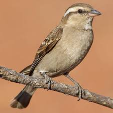 Image result for Petronia petronia