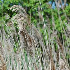 Attēlu rezultāti vaicājumam “Phragmites communis leaf”
