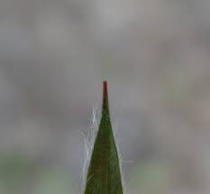 Attēlu rezultāti vaicājumam “Luzula multiflora fruit”