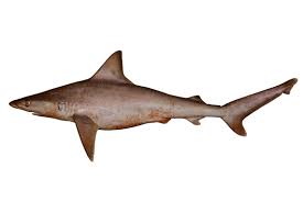 Image result for Carcharhinus brachyurus