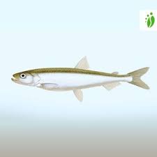 Image result for Osmerus eperlanus