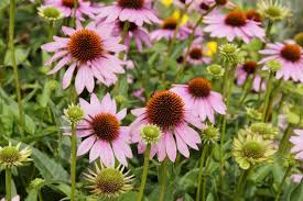 Image result for Echinacea purpurea