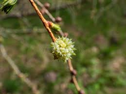 Attēlu rezultāti vaicājumam “Larix kaempferi female flower”