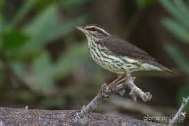 Image result for Seiurus noveboracensis