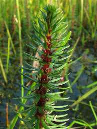 Attēlu rezultāti vaicājumam “Hippuris vulgaris”