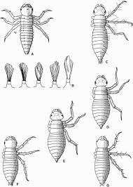 Attēlu rezultāti vaicājumam “Gomphus flavipes”
