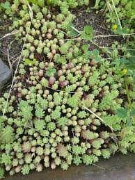 Attēlu rezultāti vaicājumam “Sedum pallidum”