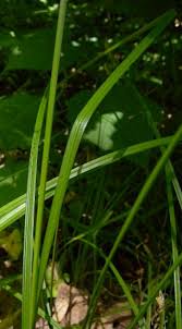 Attēlu rezultāti vaicājumam “Carex remota leaf”