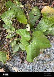 Attēlu rezultāti vaicājumam “Petasites spurius”