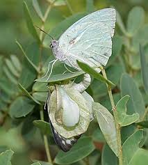 Attēlu rezultāti vaicājumam “pupa”