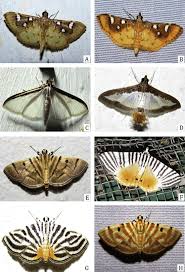 Attēlu rezultāti vaicājumam “Crambidae”