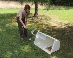 Attēlu rezultāti vaicājumam “Trichia erecta stalked”