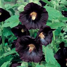 Attēlu rezultāti vaicājumam “Alcea rosea flower”