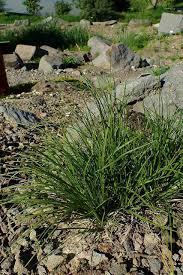 Attēlu rezultāti vaicājumam “Carex montana”