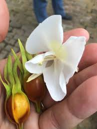 Image result for Helichrysum lindleyii