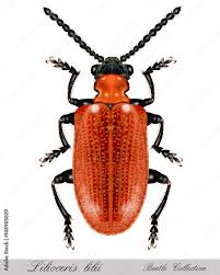 Attēlu rezultāti vaicājumam “Lilioceris lilii”