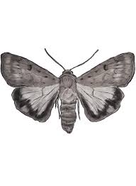 Attēlu rezultāti vaicājumam “Cydia pomonella”