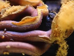 Attēlu rezultāti vaicājumam “Gulielmina vermicularis macro”