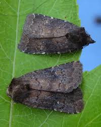 Attēlu rezultāti vaicājumam “Rusina ferruginea male”