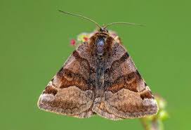 Attēlu rezultāti vaicājumam “Euclidia glyphica”