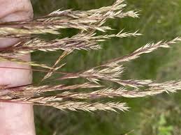 Attēlu rezultāti vaicājumam “Festuca rubra subsp. rubra fruit”
