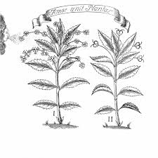 Attēlu rezultāti vaicājumam “Silene wolgensis”