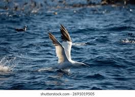 Image result for Morus bassanus