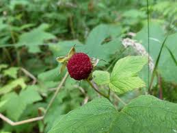 Attēlu rezultāti vaicājumam “Rubus parviflorus fruit”