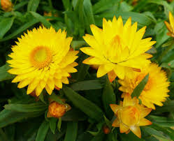 Image result for Helichrysum bracteatum