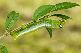 Attēlu rezultāti vaicājumam “Sphinx ligustri larva”