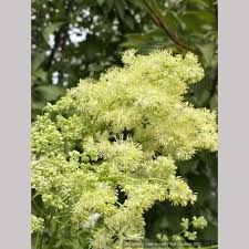 Attēlu rezultāti vaicājumam “Thalictrum lucidum leaf”