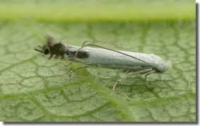 Attēlu rezultāti vaicājumam “Lyonetiidae”