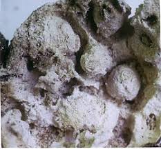 Attēlu rezultāti vaicājumam “Diaperis boleti imago”