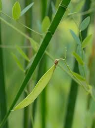 Attēlu rezultāti vaicājumam “Lathyrus palustris leaf”