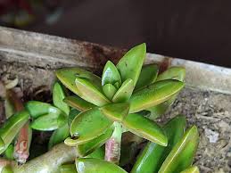 Attēlu rezultāti vaicājumam “Sedum pallidum bud”