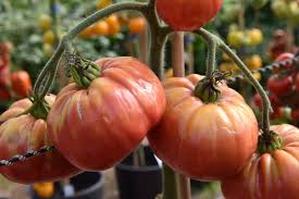 Afbeeldingsresultaat voor caspian pink tomato