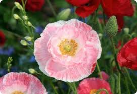 Image result for Papaver rhoeas 'Shirley'