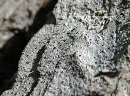 Attēlu rezultāti vaicājumam “Arthonia byssacea”