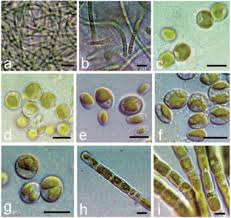 Attēlu rezultāti vaicājumam “Pleurococcus vulgaris”