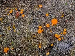 Attēlu rezultāti vaicājumam “Miladina lecithina”