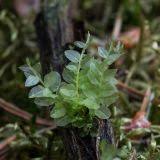 Attēlu rezultāti vaicājumam “Plagiomnium ellipticum”