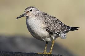 Attēlu rezultāti vaicājumam “Calidris canutus”