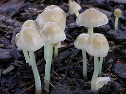 Attēlu rezultāti vaicājumam “Mycena viscosa”