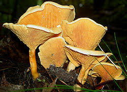 Attēlu rezultāti vaicājumam “Hygrophoropsis aurantiaca”