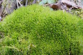 Attēlu rezultāti vaicājumam “Dicranum polysetum”