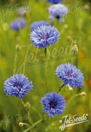 Attēlu rezultāti vaicājumam “Cyanus segetum flower”